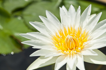 White Lotus in the garden - pathumthanee Thailand