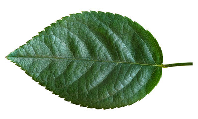 Fototapeta na wymiar Serrated green leaf from a rose bush isolated on white