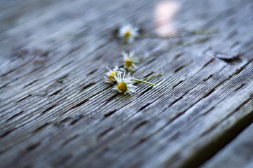 Wilted daisy heads on wooden deck
