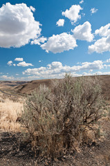 Dry sagebrush on the hill