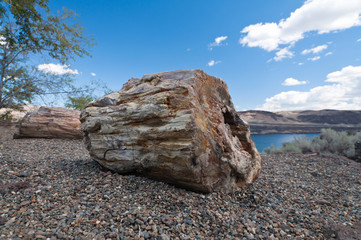 Log of petrified wood