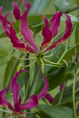 Gloriosa rotschildiana /  / Lis glorieux / © coulanges