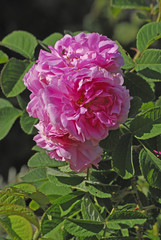 Rose de Damas / Rose de Puteaux