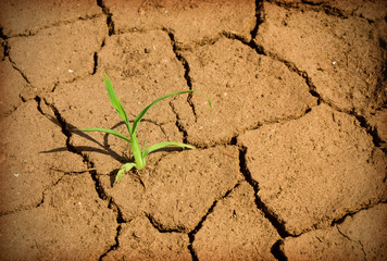 Green plant growing trough dead soil