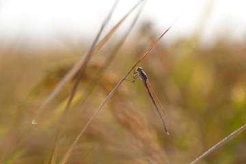 イトトンボ　dragonfly