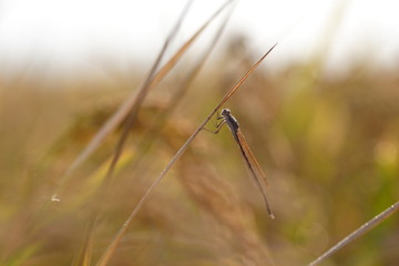 イトトンボ　dragonfly