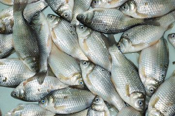 The result of fishing in the bathroom