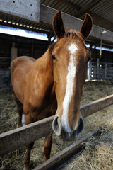 Fototapeta premium Cheval