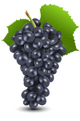Fototapeta premium bunch of black grapes