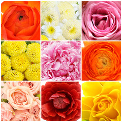 beautiful flowers collage