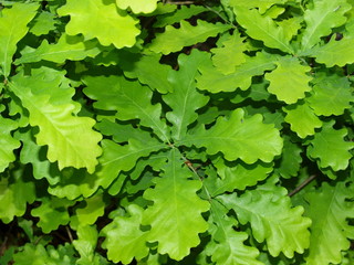 Wood and field plants of Russia: Oak leaves
