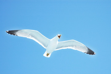 Sea gull in flight on a blue sky