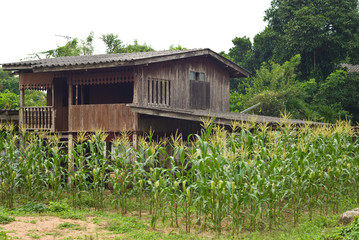 Wooden house with corn farm