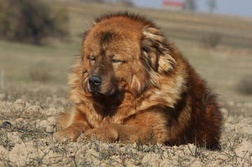 Fototapeta premium dogue du Tibet massif et impressionnant