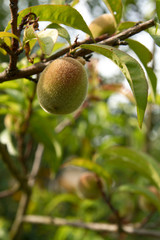 Einzelner Pfirsich am Baum