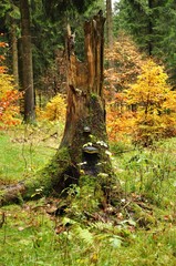 Baumstumpf mit Pilz