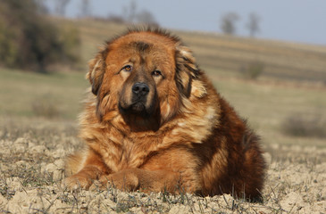dogue du Tibet ressemblant à un lion