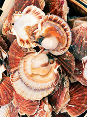 Jacobsmuscheln