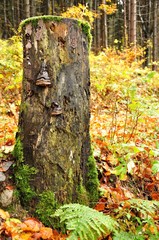 Baumstumpf mit Pilz