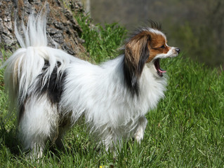 épagneul papillon en train de bailler