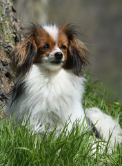 Kontinentaler Zwergspaniel assis près d'un arbre
