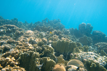 Coral reef in Egypt