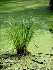 Sumpfgras Nationalpark Jasmund Rügen