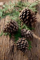 pine cone-pigne