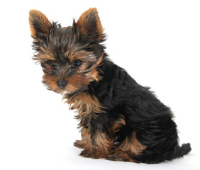 Yorkshire terrier puppy sitting on white background