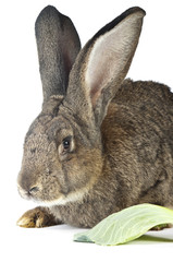 big rabbit