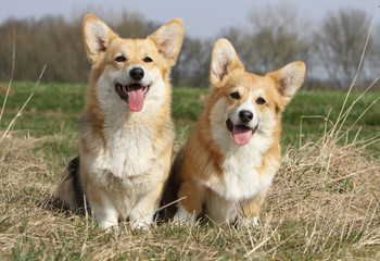 deux welsh corgi de face et joyeux