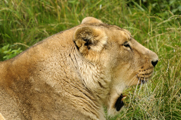 Lioness