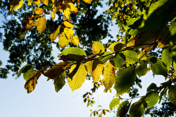 Farbenpracht im Herbst