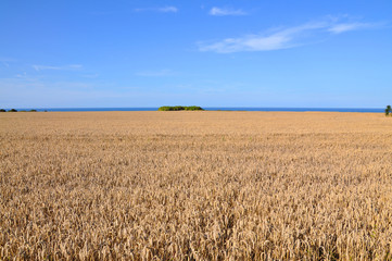 Champ de blé sur la côte normande, France