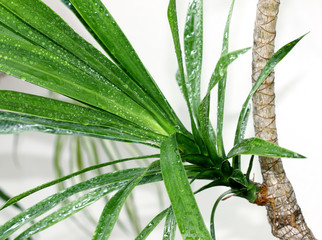 yucca, bois de chandelle, Dracaena reflexa