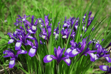 Obraz na płótnie Canvas Irises