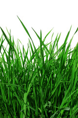 Green grass isolated on a white background