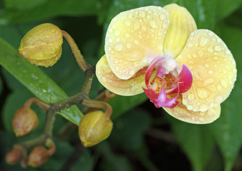 tige d'orchid&eacute;e