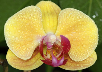 orchidée jaune
