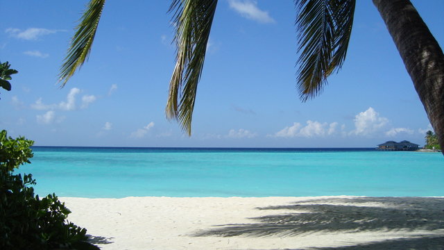 Through the palms