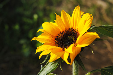 Girasol amarillo