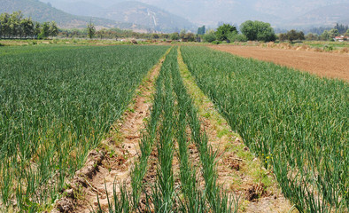 Fototapeta premium Paisaje de plantación de cebollas