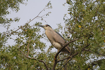 Ave de presa, Guairabo, Nycticorax violaceus.