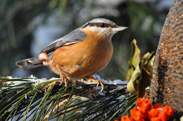 nuthatch