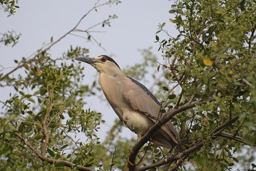 Guairabo,Chile. Ave nocturna. Nycticorax violaceus