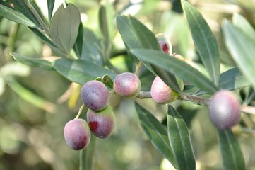 olives