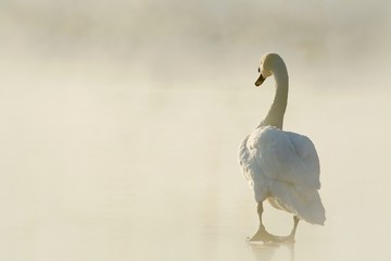 Beautiful swan standing on frozen lake at dawn