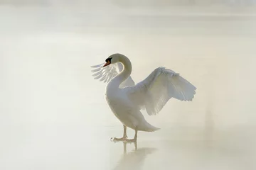 Rolgordijnen Beautiful swan standing on frozen lake at dawn © Aniszewski