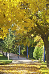 Fototapeta premium Parque otoñal