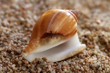 Seashell on the beach